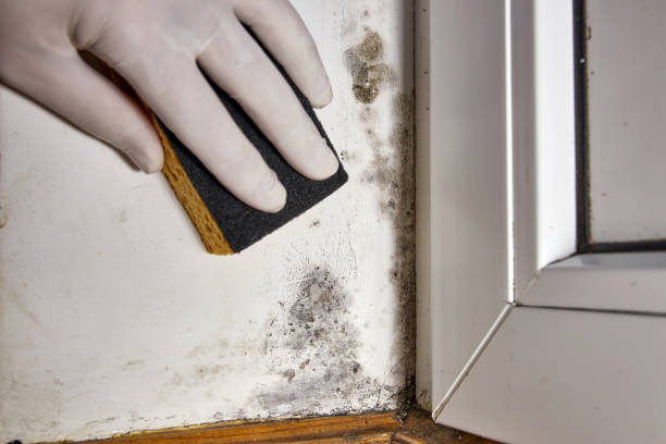 Best Industrial Mold Remediation  in Manasota Key, FL