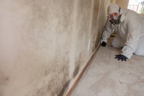 Best Black Mold Removal  in Manasota Key, FL